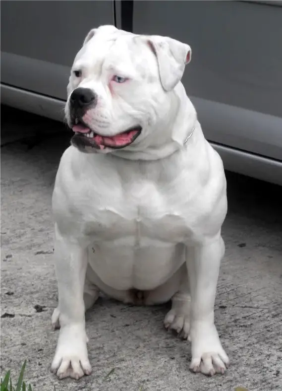 HBB'S Blanca
