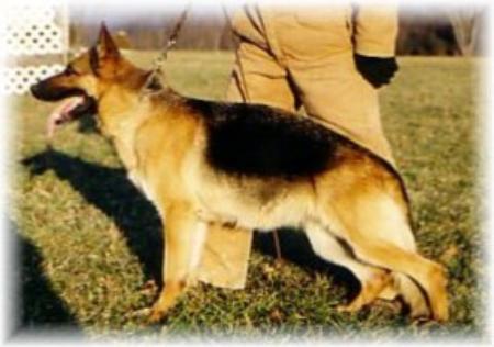 Xonie von der Holzheimer Linde