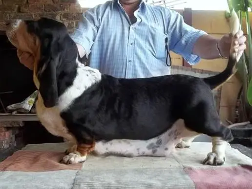 CH Stormwave Bernice