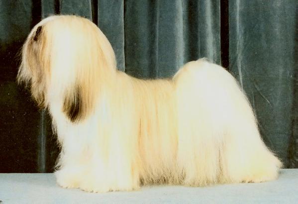 KandyKone Kontradiktion