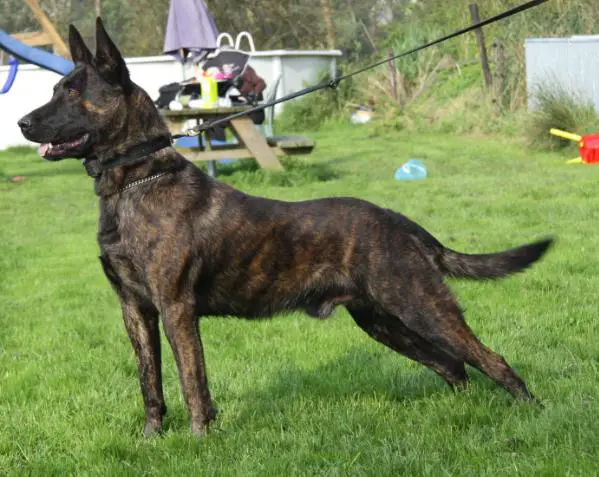 Van Leeuwen's Bor (M. Bays)