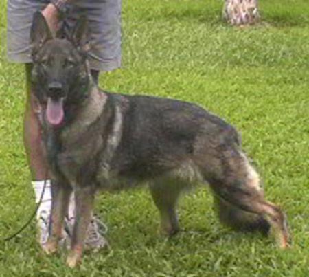 Terra Ty vom Younghaus