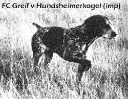 FC HOF 198 Greif von Hundsheimerkogel