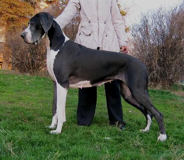 CH(UKR) Lex Lovely Bell iz Staira