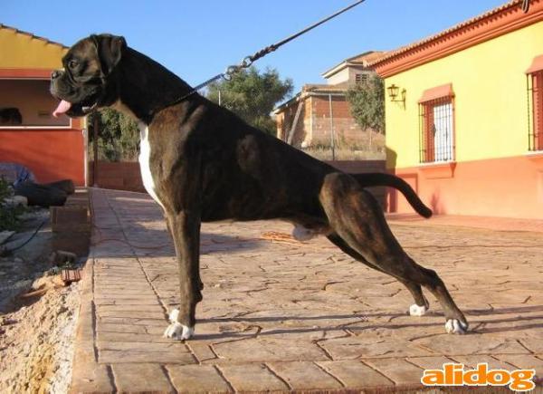 MULTI CH Jay-Jay v.d. Flachswiese