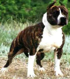 Vita Kenbo Fidzherald