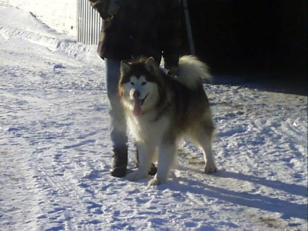 Kobuk JR