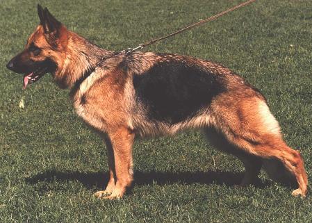 V3 (N) Ingodds Suzzy