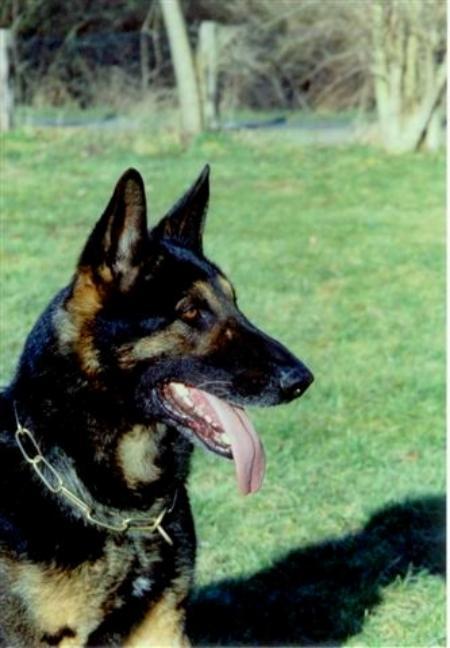 Haskos von der Kaffeetwiete