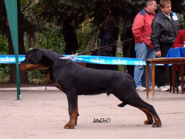 Al-Pachino Rotvail iz Dvora Artura