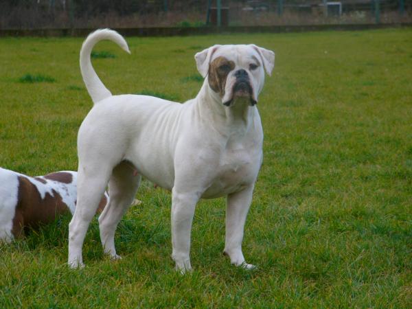 Albanybulls Mad Women