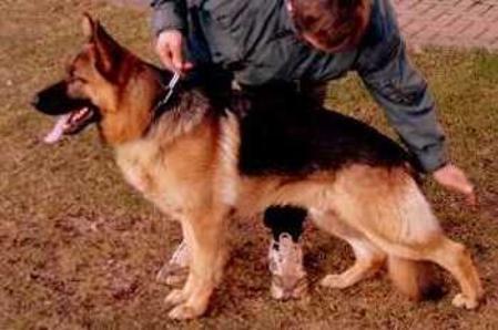 V Jago vom Haus Valentin