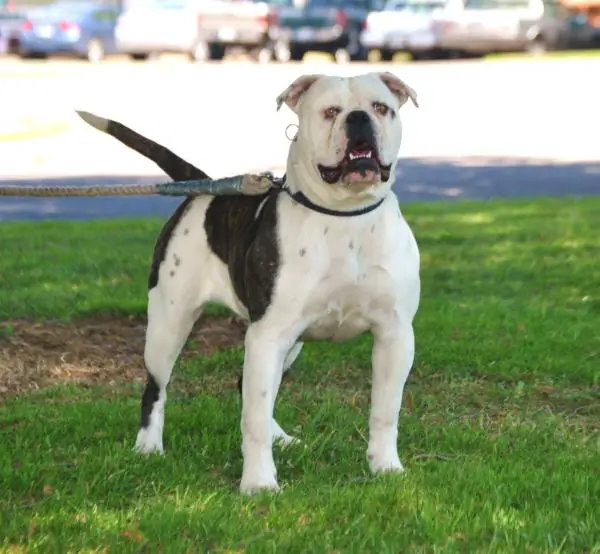 IBC JR CHAMP Empire's China of Mwb