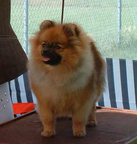 Bavanew's Barefoot In The Park