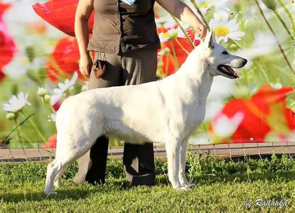 ЮЧР,ЧР,Ч КZ,ЧРКФ Fieliss Enigma White Night