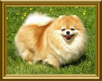 Sweet Sonja of Lenette