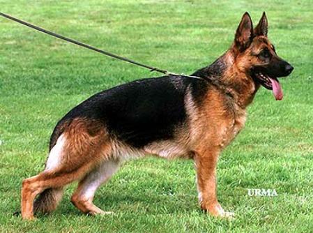 V37 Anke vom Streithahn