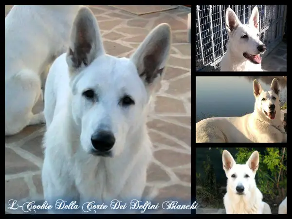 L-Cookie Della Corte Dei Delfini Bianchi