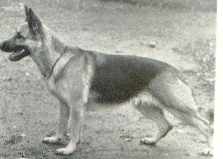 INT-FIN-SUCH Dainaborgens Ajky