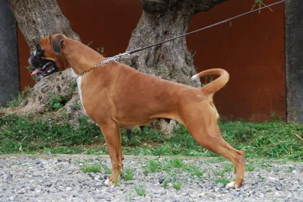 CZECH SIEGERIN Veggie z Kastylku