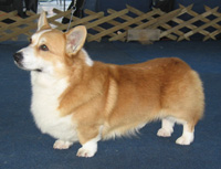 CH (ITA, INTL, SLO) Whistleway Justin Thyme