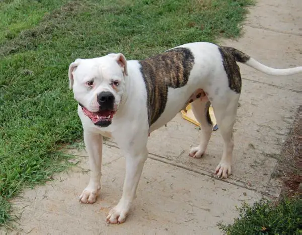 Sas's Reb Stella of JDJ Clk