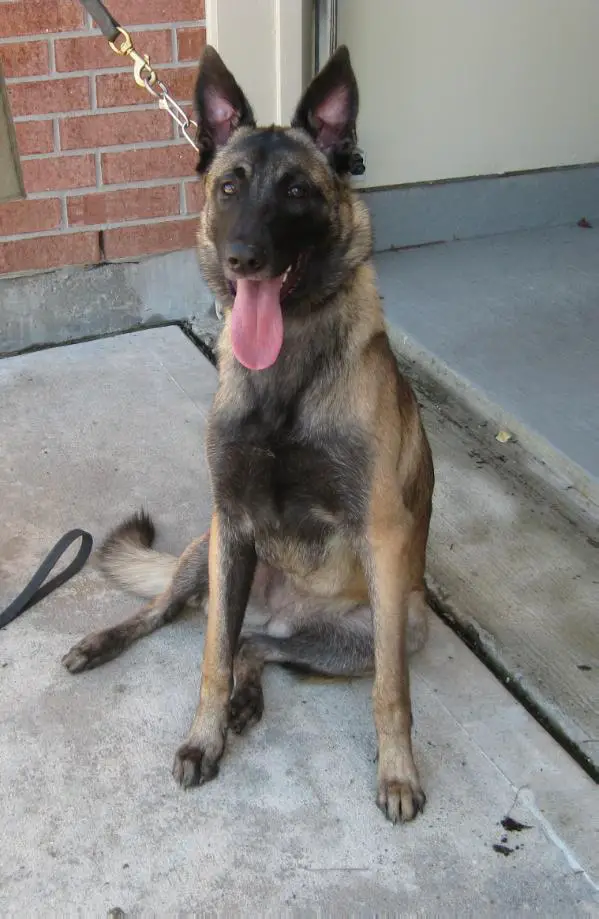 Abrielle de Rounsaville