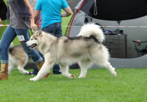 MłCHPL, MłZW Alorerk White Wataha z Doliny Raby
