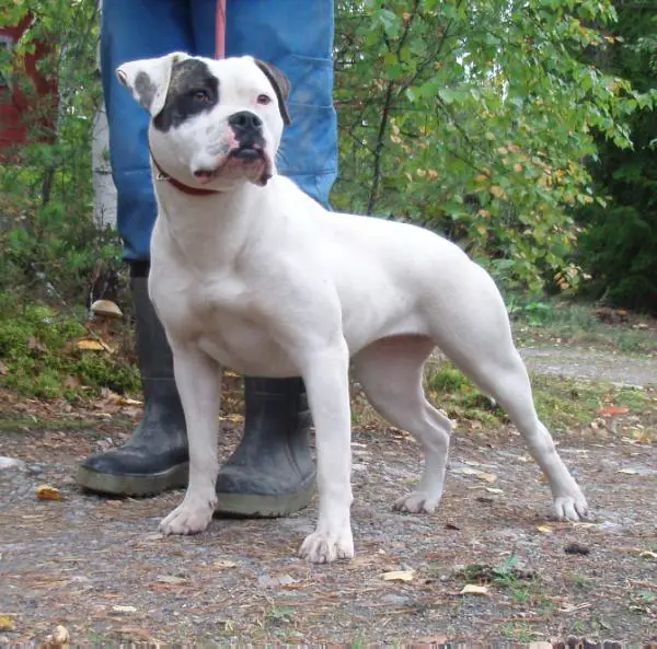 Snow White's Cookie of Bjurling