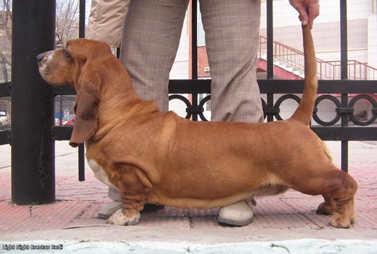 ICH, JCH RUS, CH RU, UA, KZ, BY, Club, CH Grand RUS, UA, BY Light Night Brentau Redly