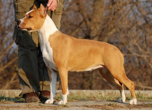 CH Jack's Heart Ariel The Little Mermaid