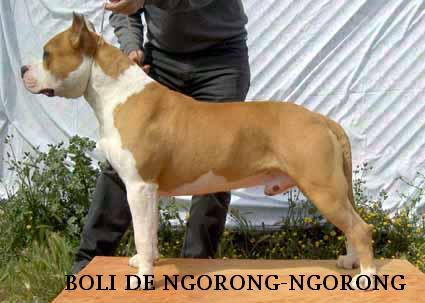 Boli De Ngorong-Ngorong