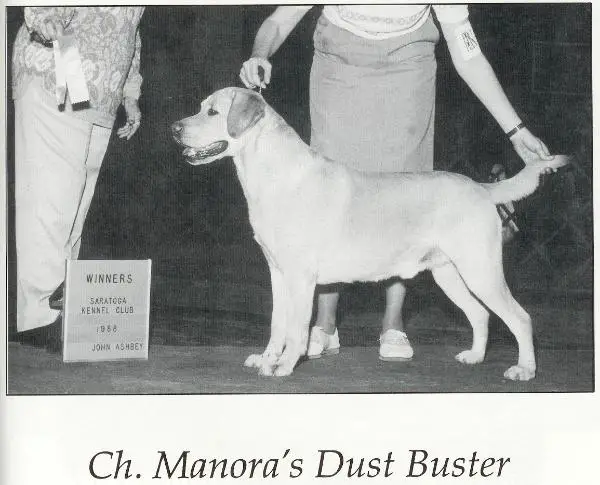 AM CH Manora's Dust Buster