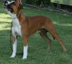 Iron Challenge Is Indigo Amstaff