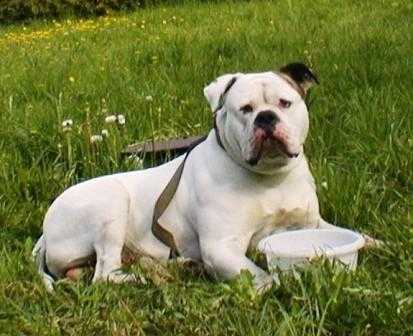 Sure-Grip’s Phino II