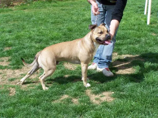 Bandit (sans affixe)