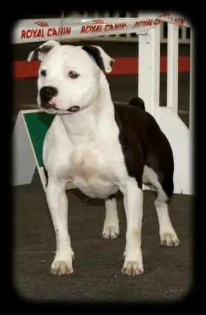 Damsteleasy Story G'Zaya Franstal's de Zeus