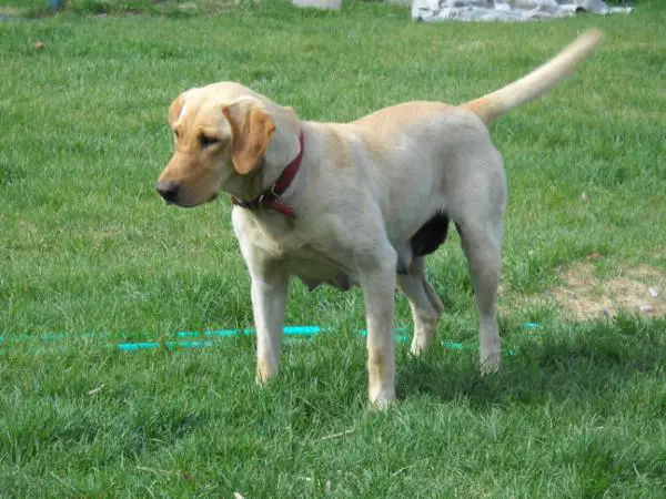 Sadie Blitz Quarter