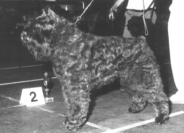 Larry Faisca v.d. Vanenblikhoeve