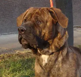 ROCH/ROCHCL/BIELCH Dai Shi Ze Spicaku