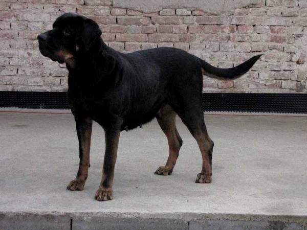 Tensaji Tosa Centrum