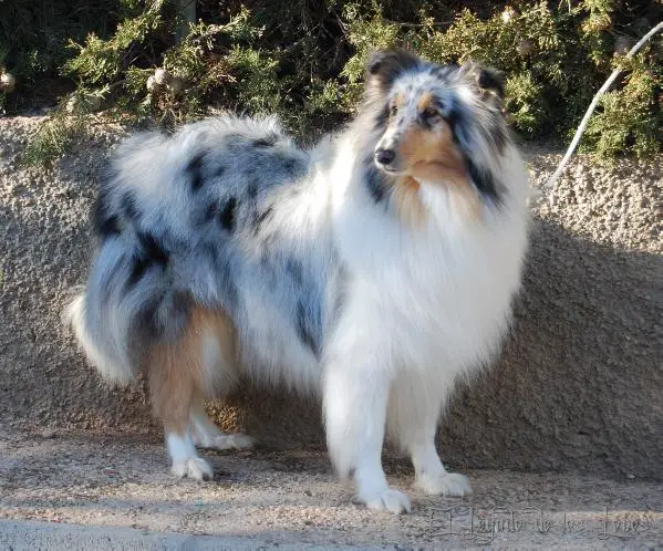 Dont Tree Hiss de Frank Rough