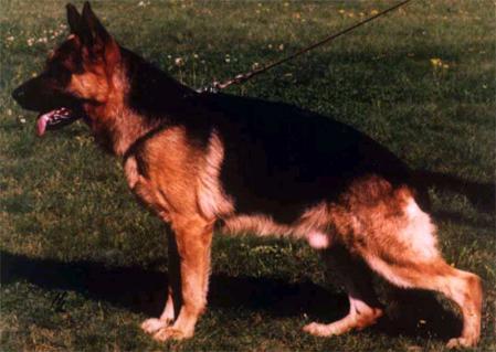 V Joker vom Hammelsbacher Hof