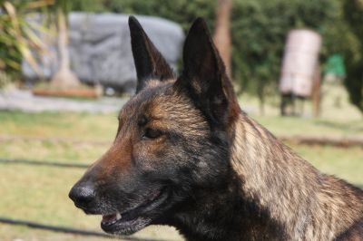 Baila (Teurbane) Mex Fci