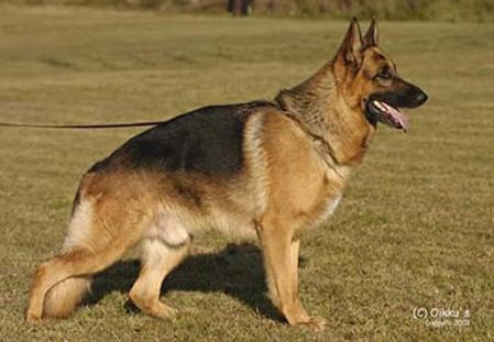 Amor v. Haus Hallenberg