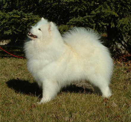 BORN TO BE WINNER del Baffin