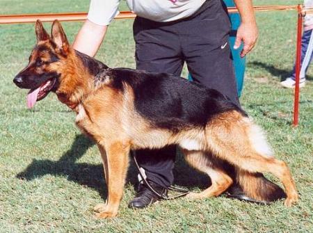 VA 2 Zello von der Piste Trophe