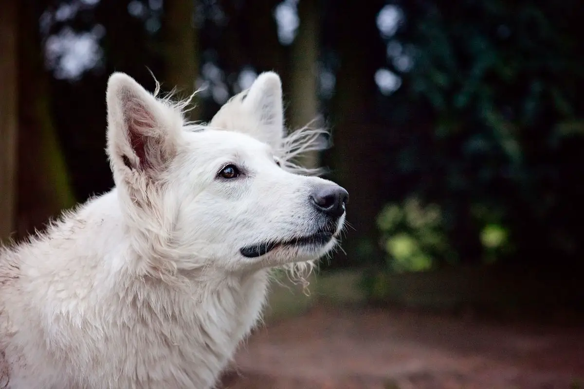 Dreamworks Sweet Lady Lily of the Valley