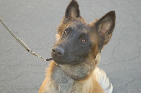 Halcyon "Haly" Du Loups Du Soleil