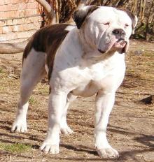 Bulls of Victory Joya